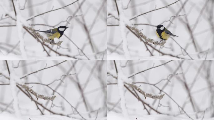 大山雀(Parus major)