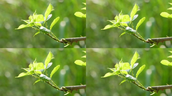 春天树叶光影唯美空镜头