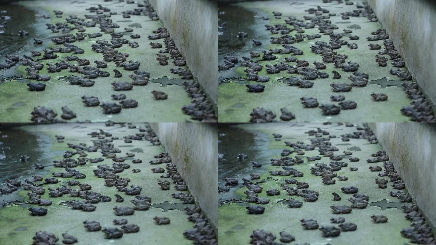 石蛙生态养殖