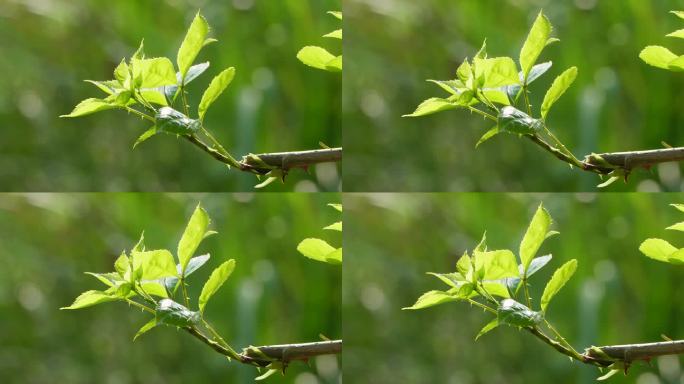 春天树叶光影唯美空镜头
