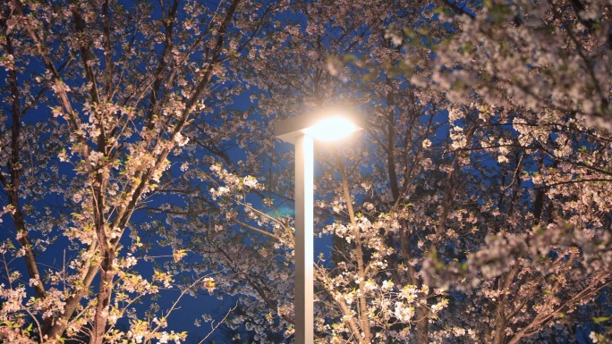 春季夜景樱花