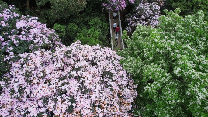 杜鹃花