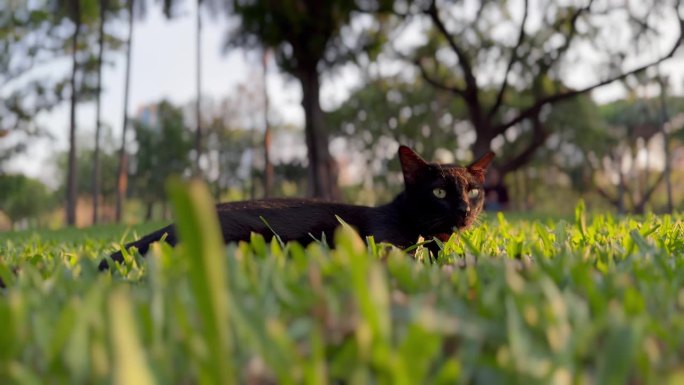 一只流浪的黑猫舒服地躺在草地上。