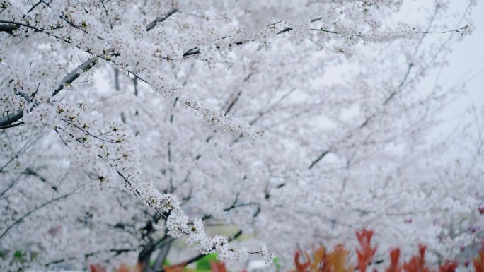 樱花 樱花楼 老旧小区 樱花空镜