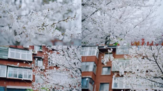 樱花 樱花楼 老旧小区 樱花空镜