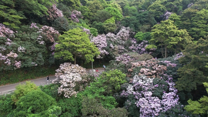 梧桐山杜鹃花