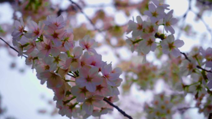 樱花特写