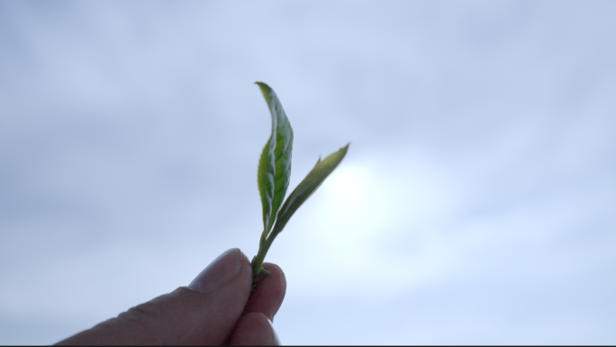 古人对茶叶的研究