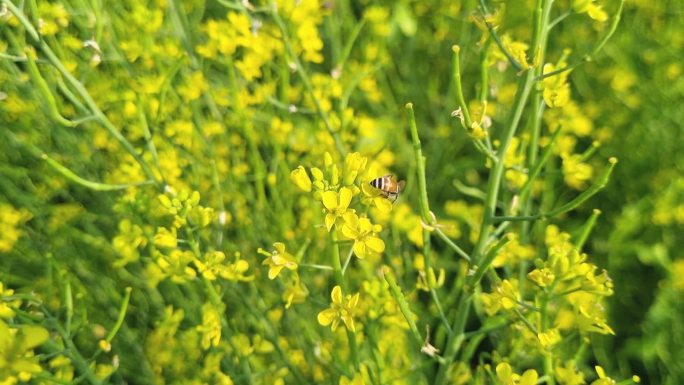 越南湄公河三角洲，两只小蜜蜂在黄色油菜花上采集花蜜。风吹得黄黄的油菜树在田野里摇摆。
