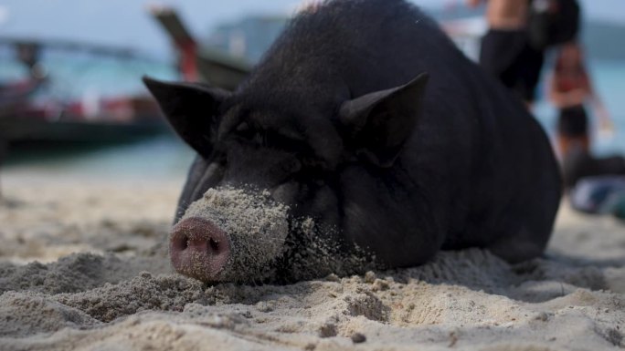 在沙滩上休息的海滨猪