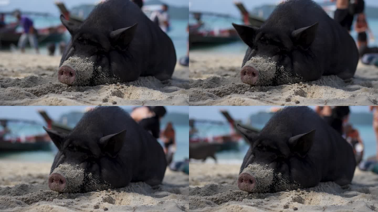 在沙滩上休息的海滨猪