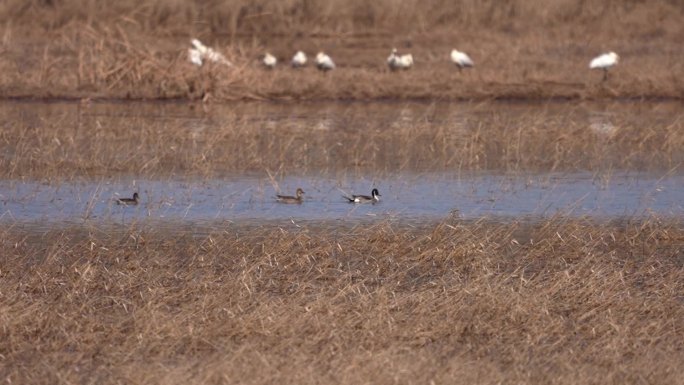 鹭 白鹭 Heron 鹭鸶 涉禽