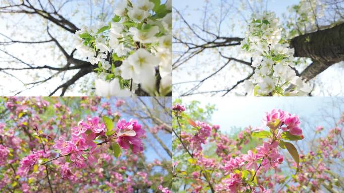 海棠樱花