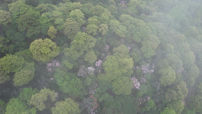 杜鹃花 花海云海