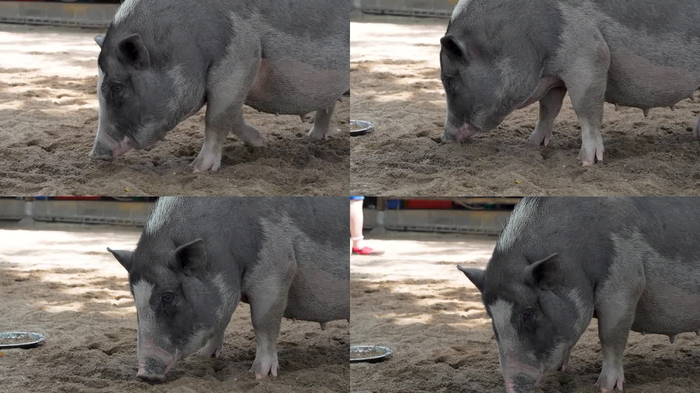 沙场围栏内的成年猪