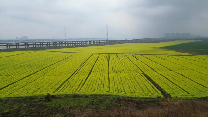 五组武汉油菜花花田地铁十六号线