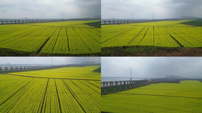 五组武汉油菜花花田地铁十六号线