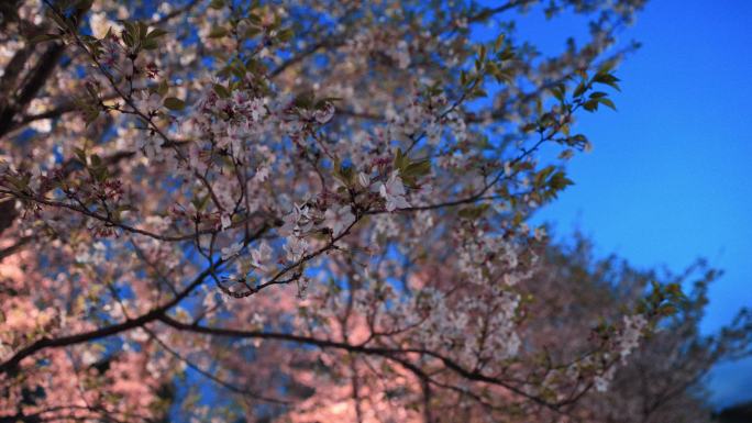 春季夜景樱花