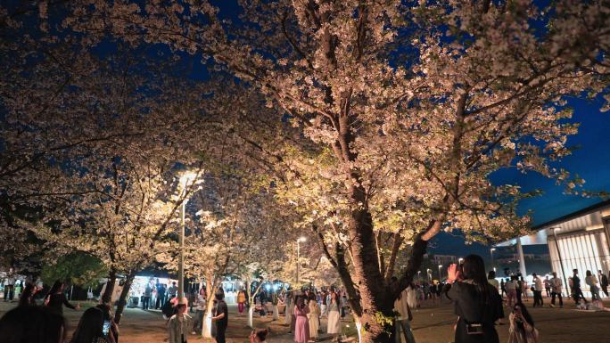 《合集》春天樱花夜景夜樱素材合集