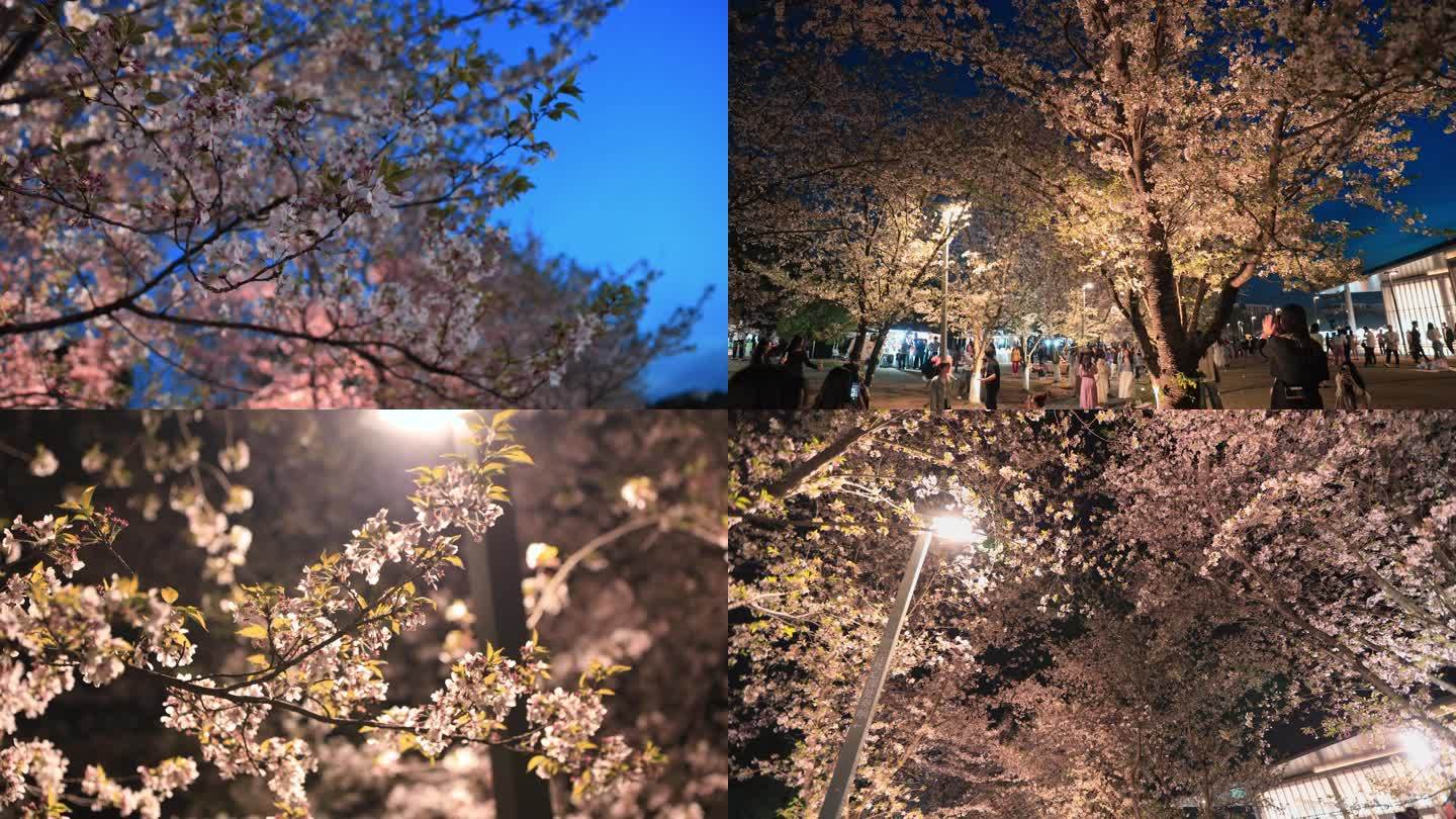 《合集》春天樱花夜景夜樱素材合集