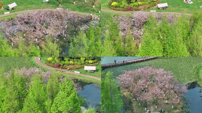 樱花岛 樱花小岛