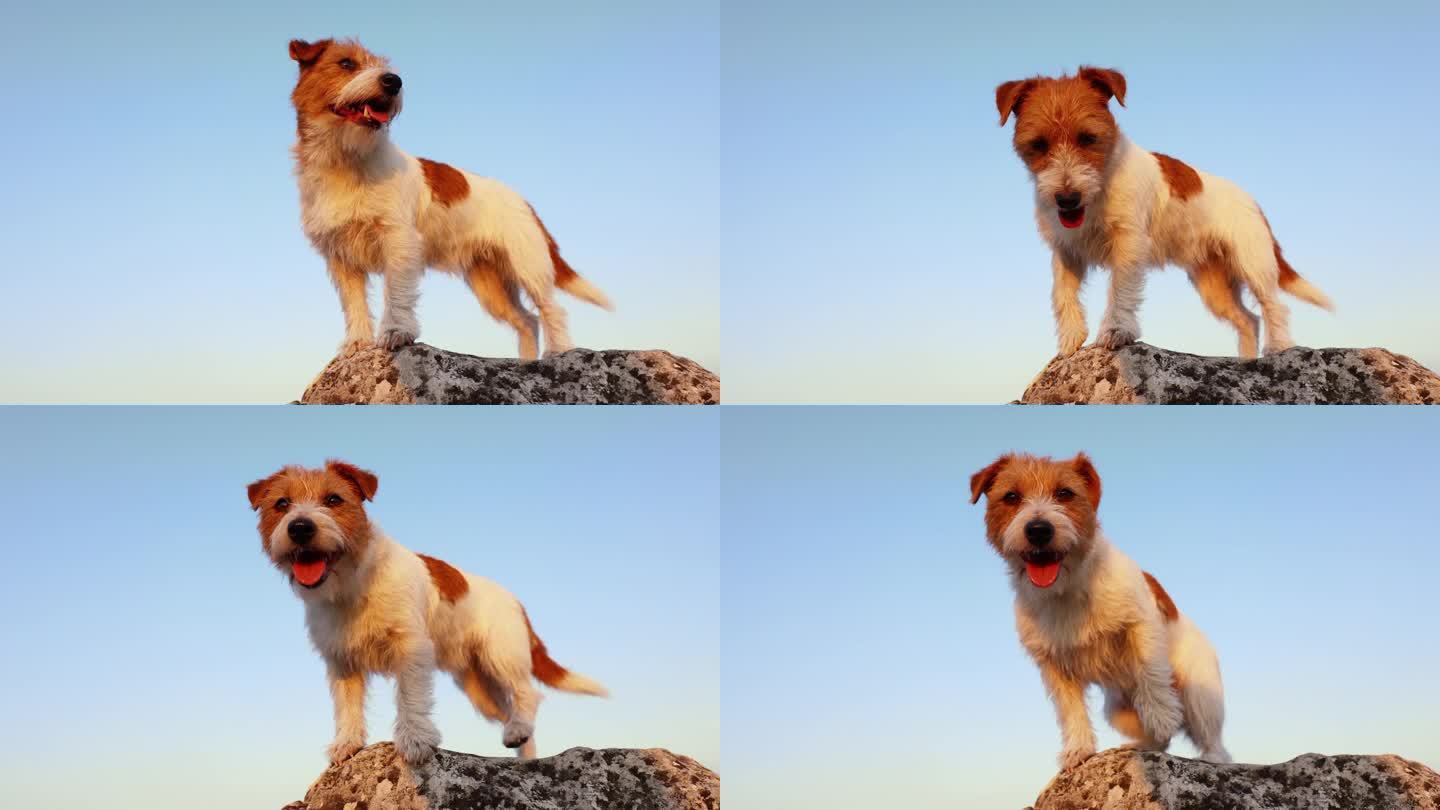 可爱的狗站和坐在岩石上的天空背景，旅行，散步或远足与宠物