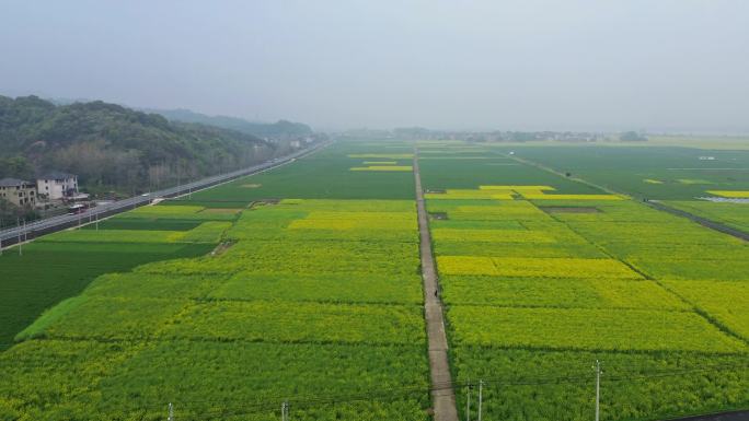 油菜花航拍