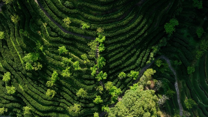 【4K】武夷山燕子窠茶园茶山春季航拍