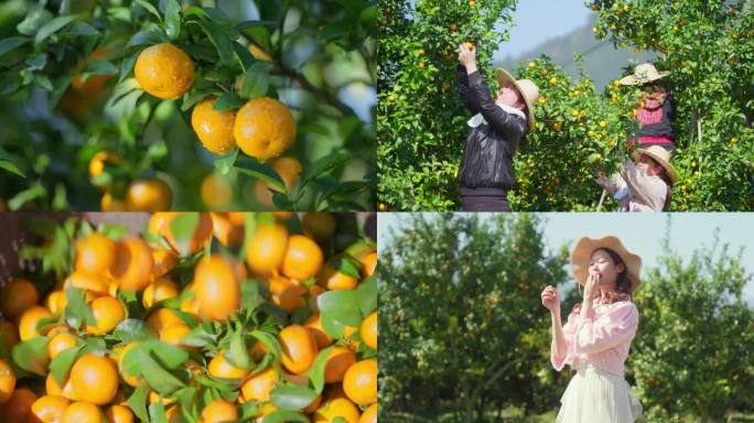 橙子柑橘桔子果园农业扶贫乡村振兴丰收