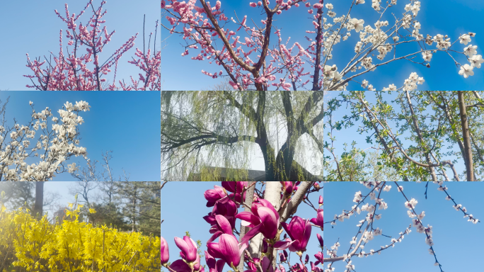 春天风景 鲜花 桃花 玉兰 垂柳 迎春花