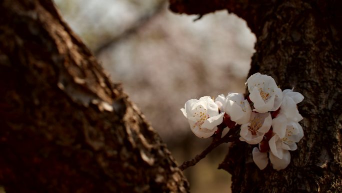 杏花绽放