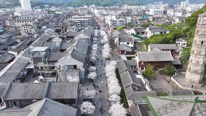 台州临海紫阳街樱花航拍