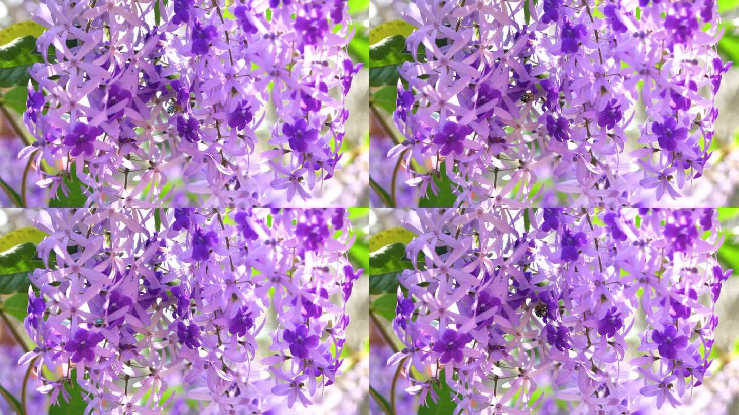 蜜蜂飞来飞去，从一束盛开的紫色花环上采集花蜜。