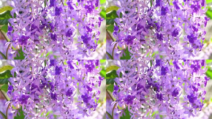 蜜蜂飞来飞去，从一束盛开的紫色花环上采集花蜜。