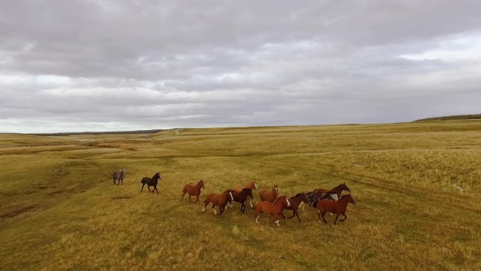鸟瞰图，一群马在田野里疾驰