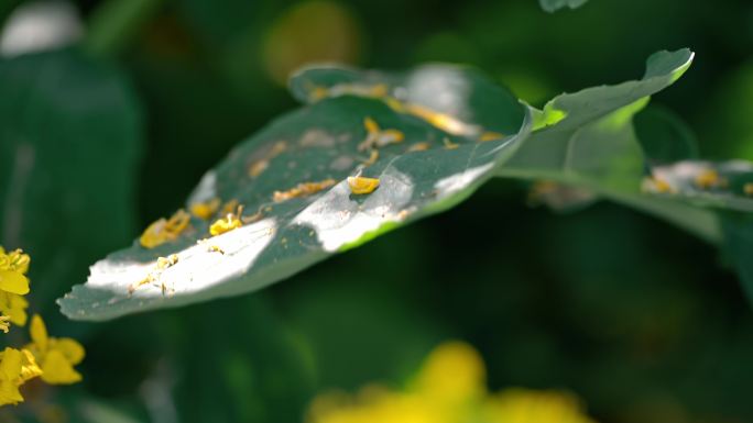 春天 油菜花 春风 蜜蜂 麻雀