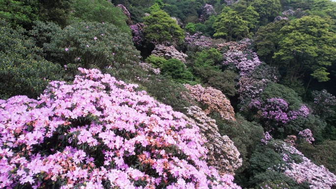 杜鹃花