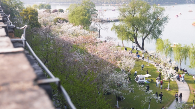 玄武湖周末休闲人群，城墙外樱花，南京春天