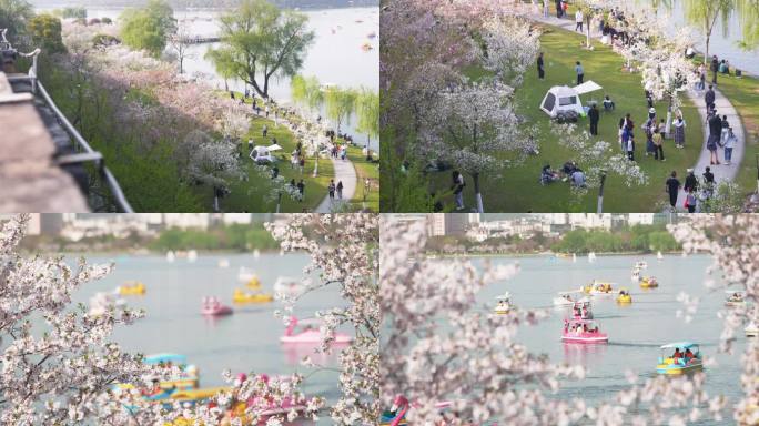 玄武湖周末休闲人群，城墙外樱花，南京春天
