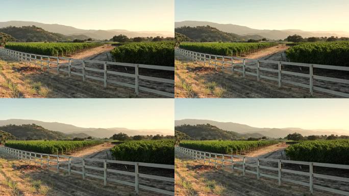 加州葡萄酒之乡的葡萄园在收获季节的葡萄藤上的葡萄