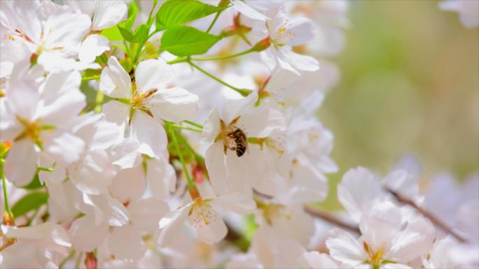 春天樱花盛开 蜜蜂在花朵上采蜜