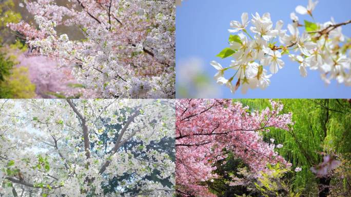 春天樱花盛开 蜜蜂在花朵上采蜜