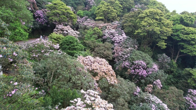 杜鹃花