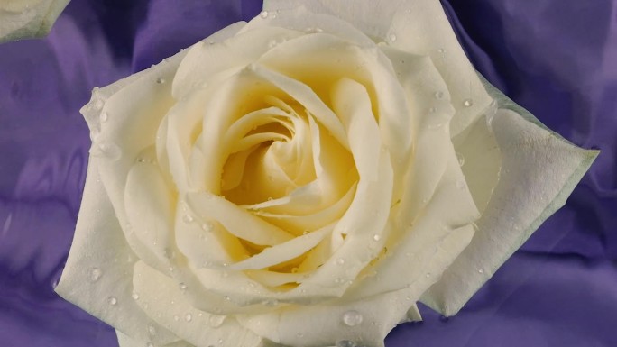 在深紫色的背景下，白玫瑰花漂浮在水面上，在水面上荡起涟漪。