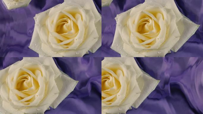 在深紫色的背景下，白玫瑰花漂浮在水面上，在水面上荡起涟漪。