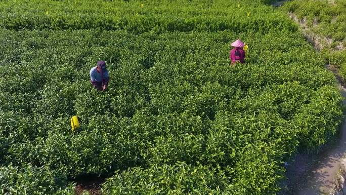 航拍农村茶叶种植基地