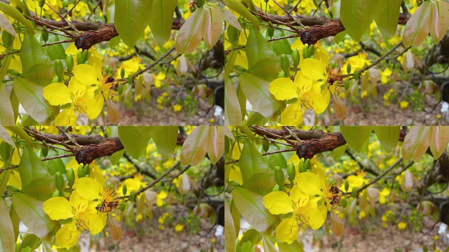 在越南湄公河三角洲的花园里，小蜜蜂从黄杏的雌蕊或中国花的雌蕊中采集花蜜。