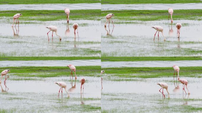 拍摄非洲自然和野生动物。这张照片近距离地展示了火烈鸟挖着脑袋，在浅水区涉水觅食，同时用蹼腿在泥里跺着