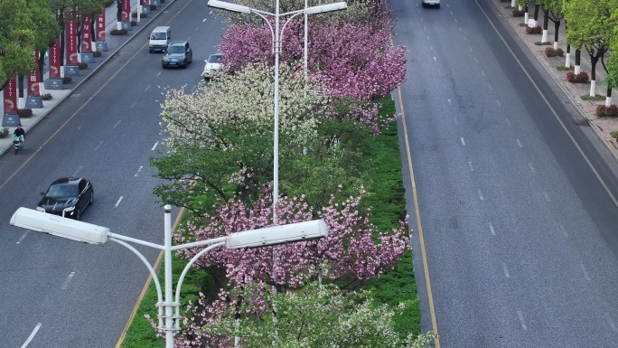 开满花的城市道路