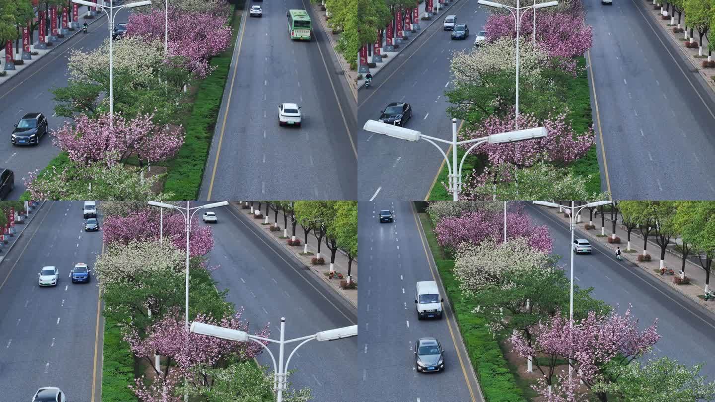 开满花的城市道路